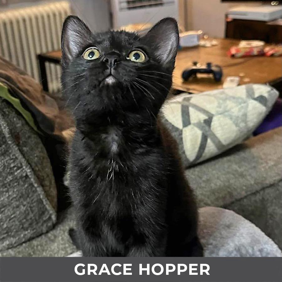 Grace Hopper, an adopted Domestic Short Hair in Etobicoke, ON image 2/3