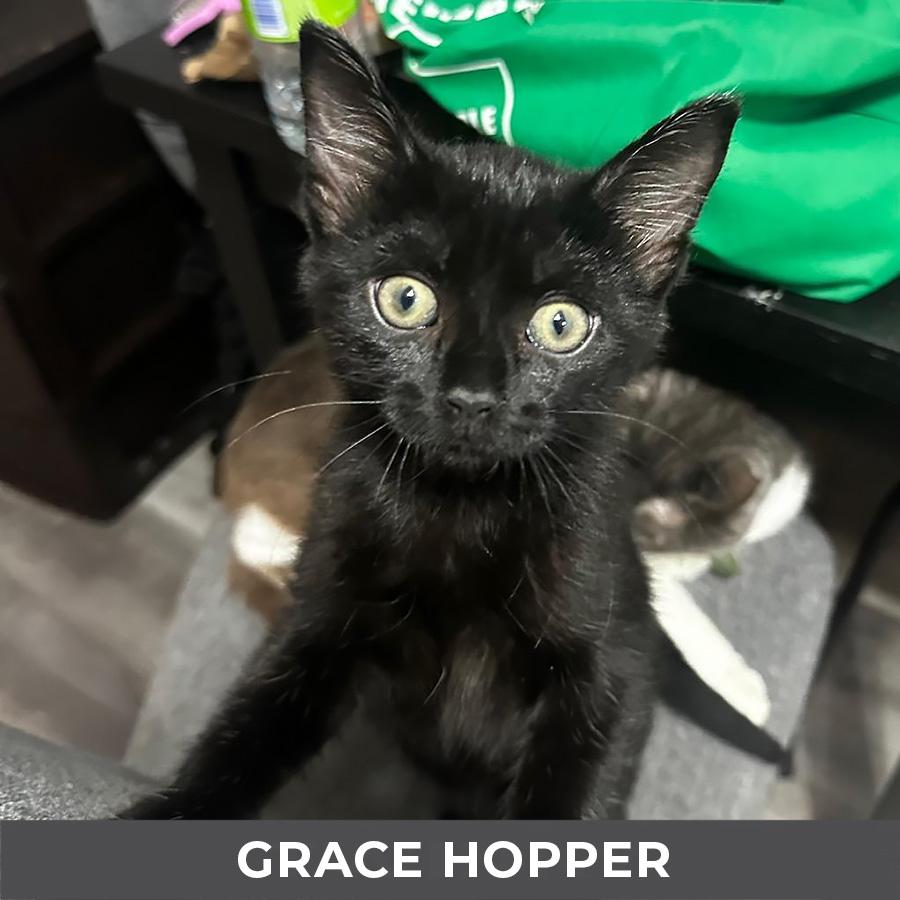 Grace Hopper, an adopted Domestic Short Hair in Etobicoke, ON image 3/3