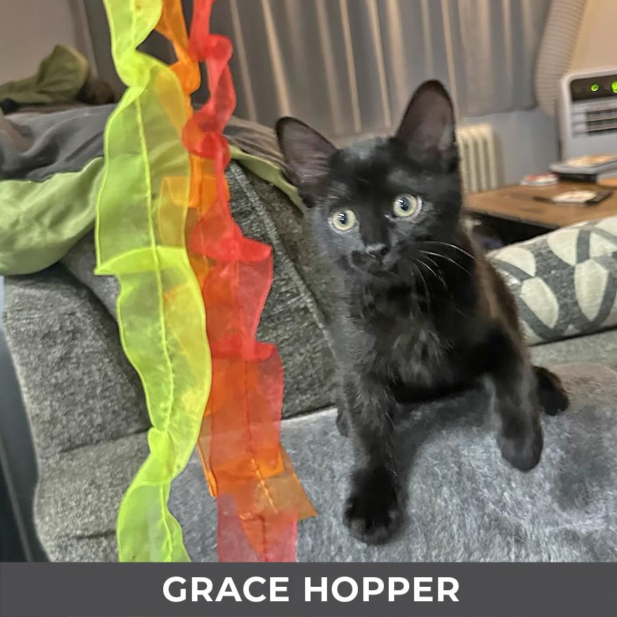 Grace Hopper, an adopted Domestic Short Hair in Etobicoke, ON image 1/3