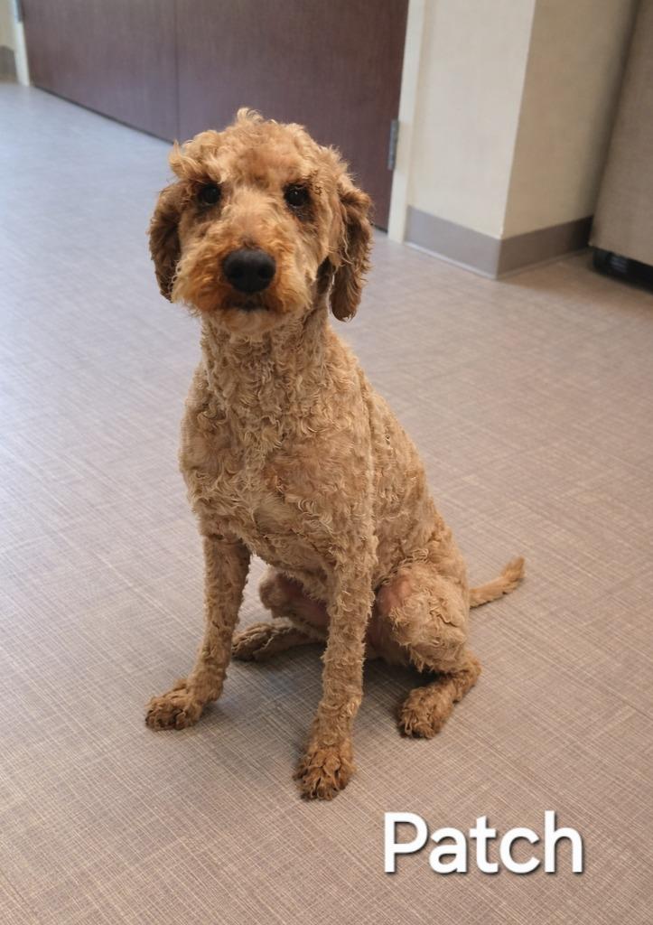 Patch Yrly 137, Adopted, Young Male Poodle & Labrador Retriever.
