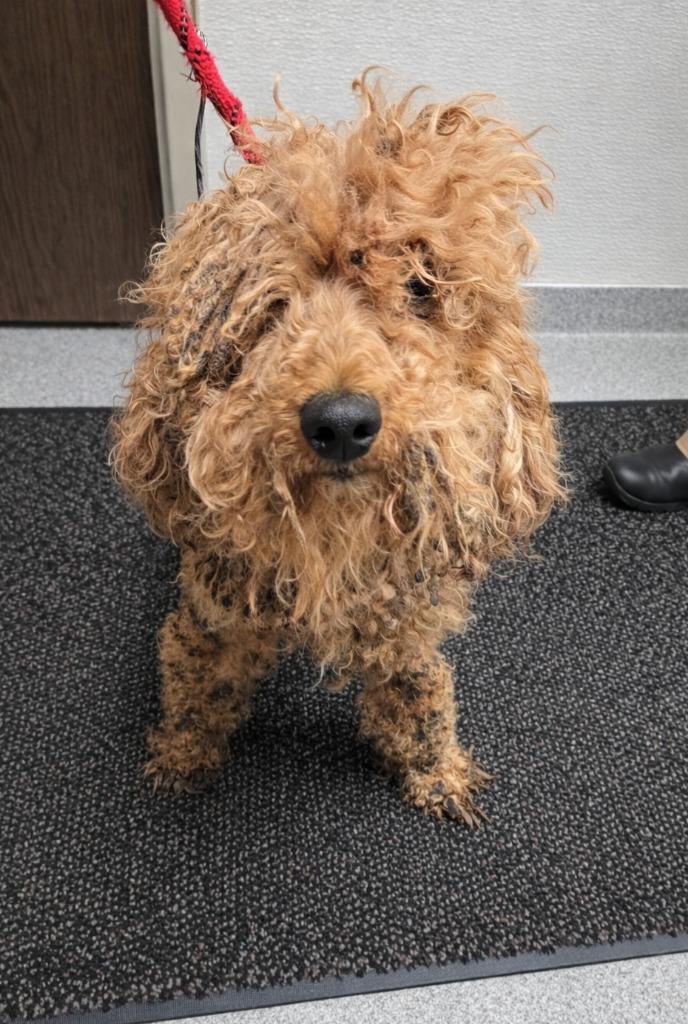 Enlarge Patch Yrly 137, a Adopted mixed breed in Sidney, OH image 2/2