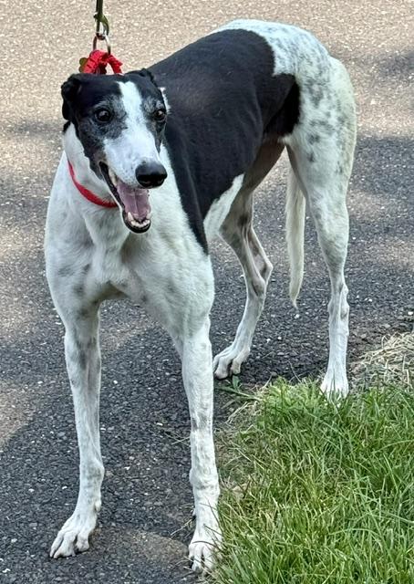 Rupee, ADOPTABLE, Adult Female Greyhound.