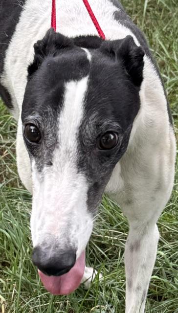 Rupee, a ADOPTABLE Greyhound in New Hope, PA image 2/3