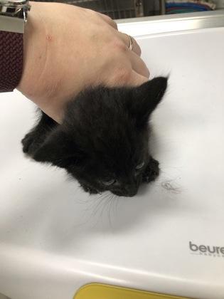 Ninja, Adoptable, Kitten Female Domestic Short Hair & Domestic Short Hair.