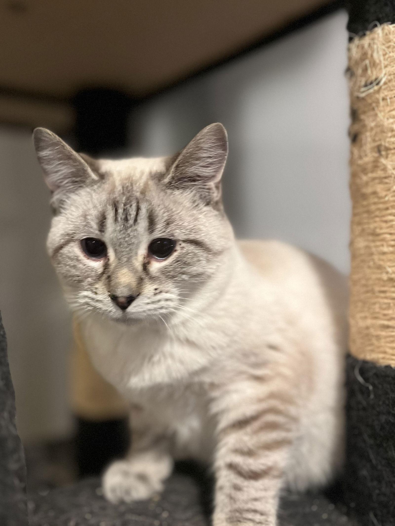 Enlarge Saffron, a Adoptable Siamese in Zimmerman, MN image 1/2