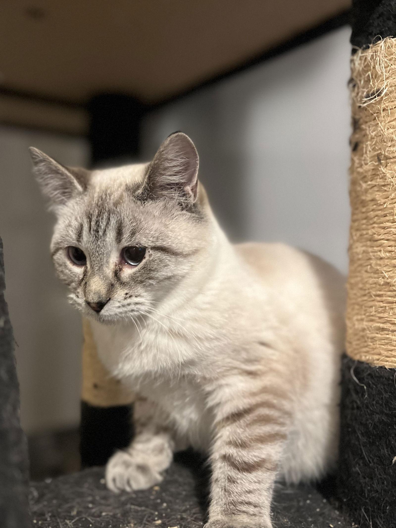 Enlarge Saffron, a Adoptable Siamese in Zimmerman, MN image 2/2