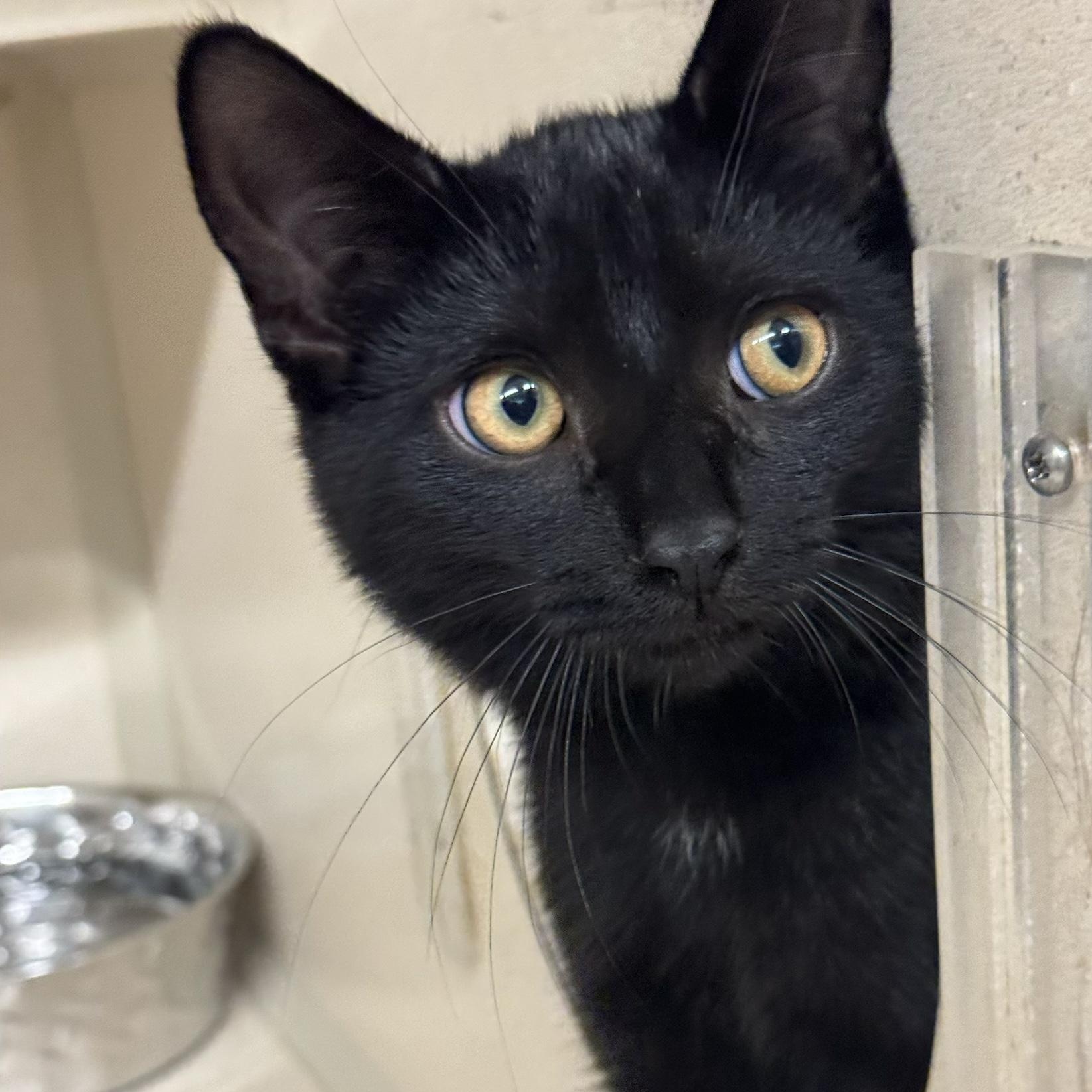 Misty, Adoptable, Adult Female Domestic Short Hair.