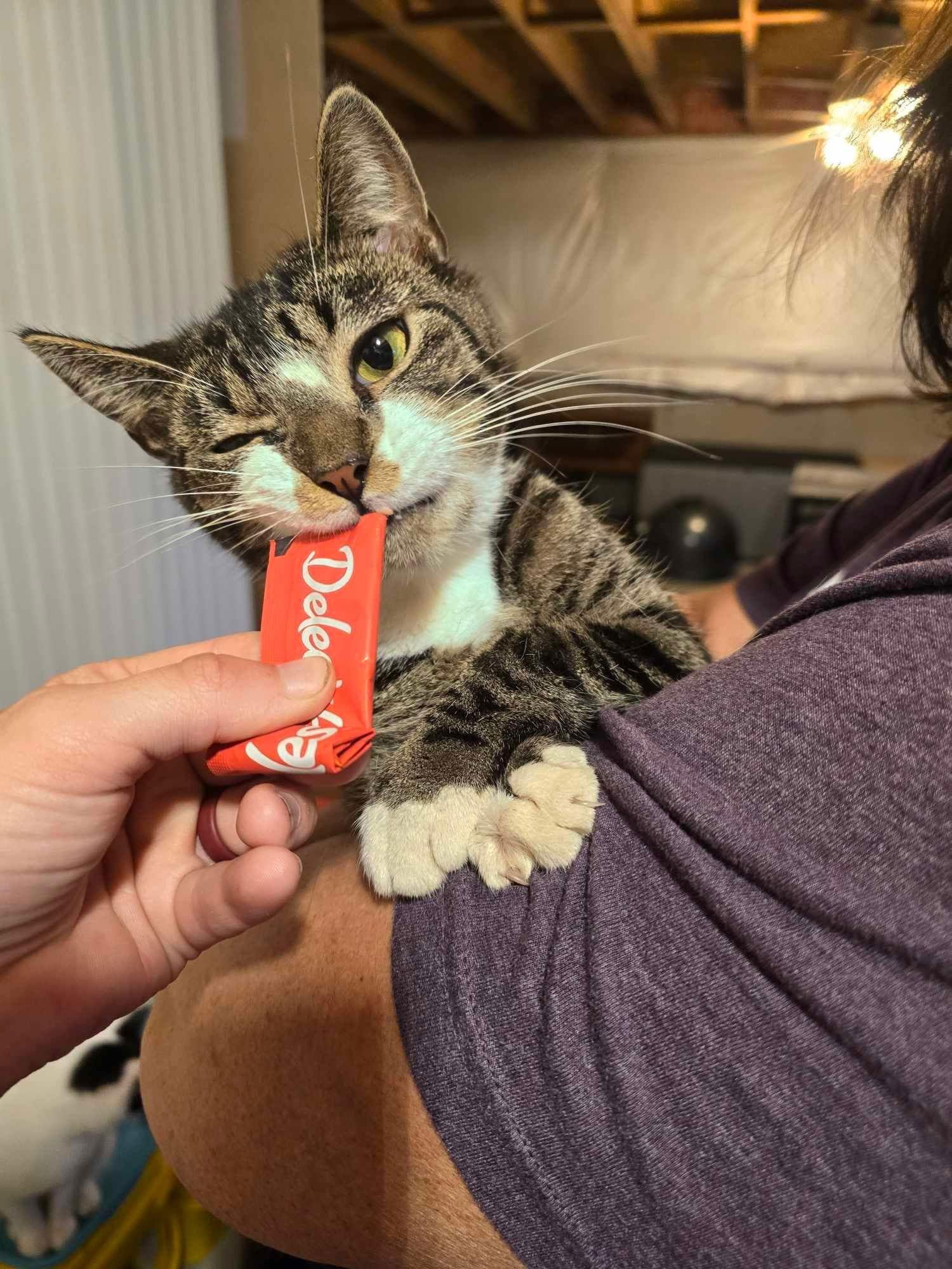 London, Adopted, Young Male Domestic Short Hair.