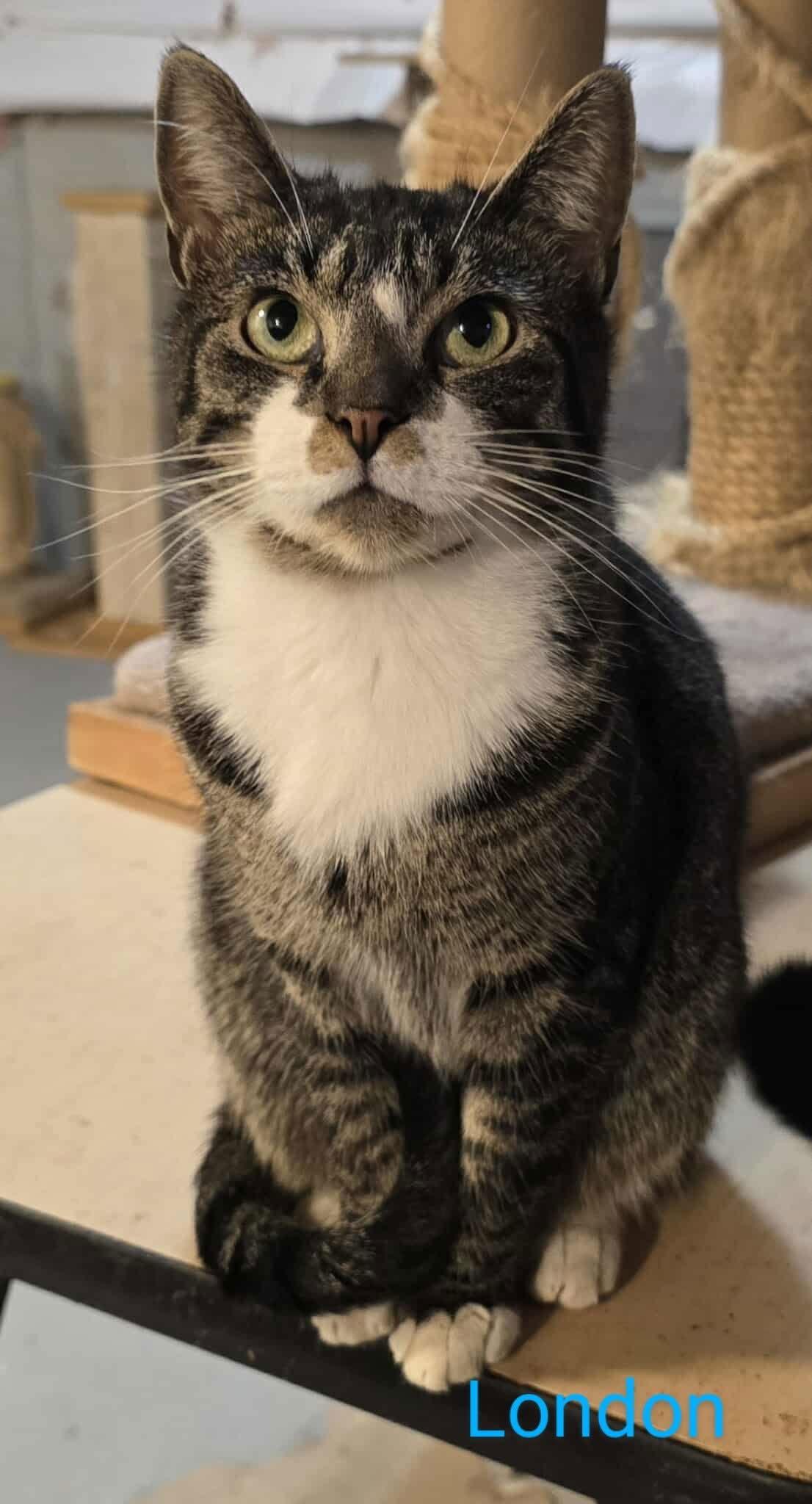 Enlarge London, a Adopted Domestic Short Hair in Ranson, WV image 2/3