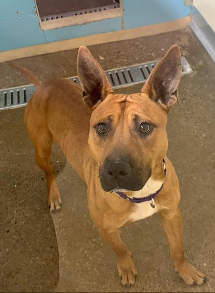 Enlarge Barracuda, a Adoptable mixed breed in Cincinnati, OH image 1/2