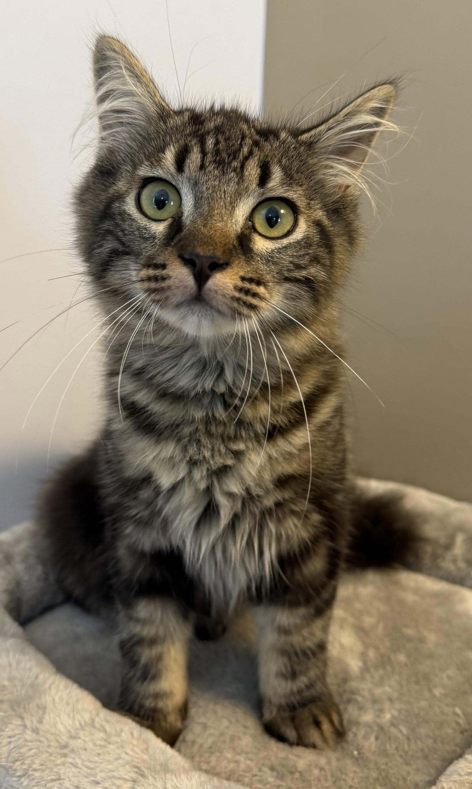 Enlarge Paul, a Adopted Domestic Medium Hair in Elkins, WV image 1/1