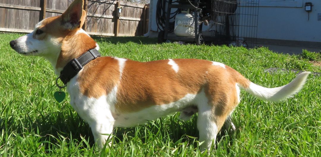 Simon, Adopted, Young Male Basenji & Jack Russell Terrier.