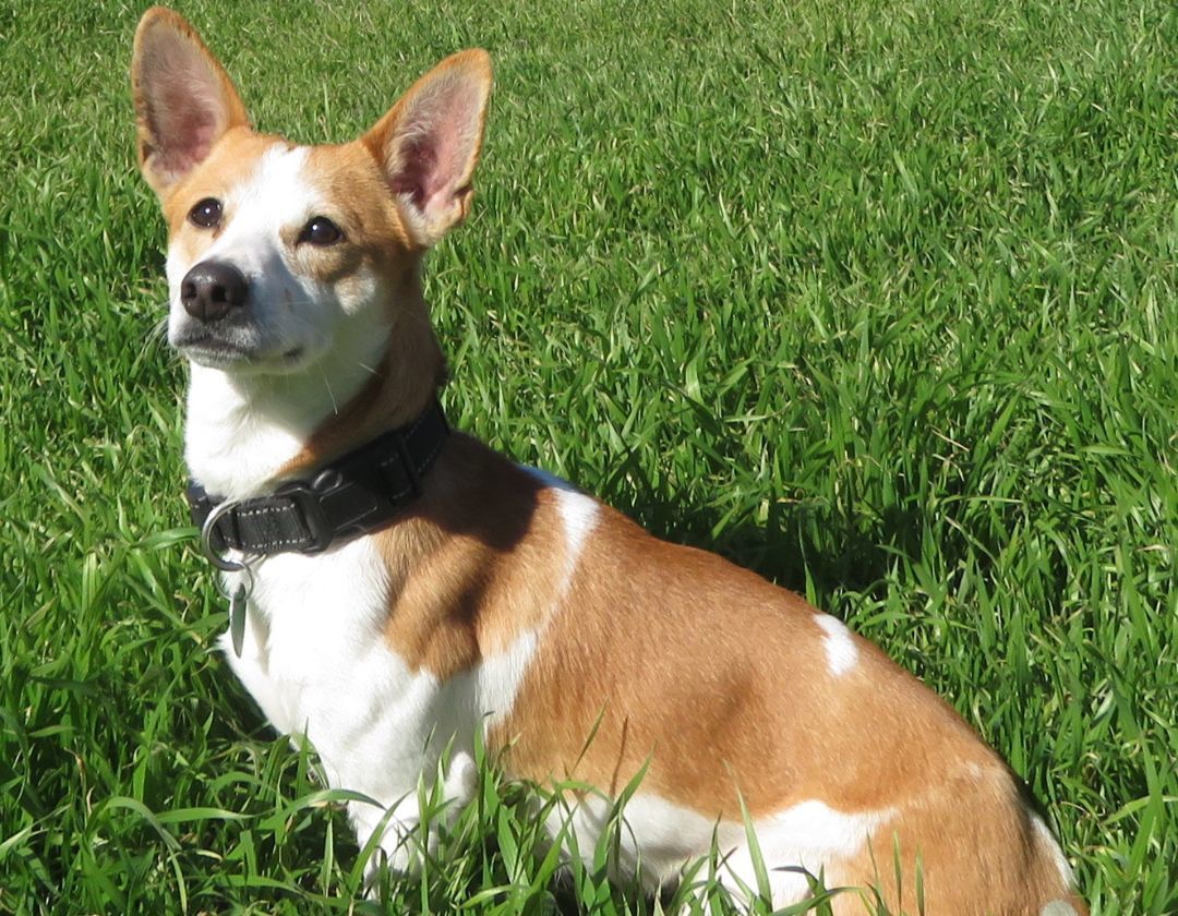 Simon, a Adopted mixed breed in Kyle, TX image 2/6