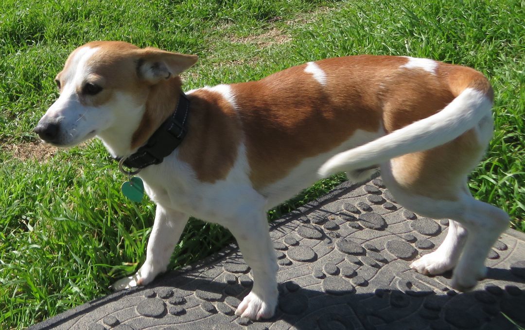 Simon, Adopted, Young Male Basenji & Jack Russell Terrier.