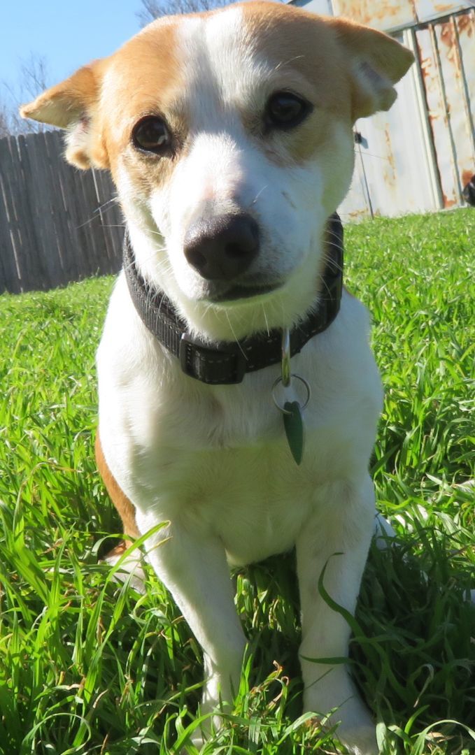 Simon, a Adopted mixed breed in Kyle, TX image 4/6