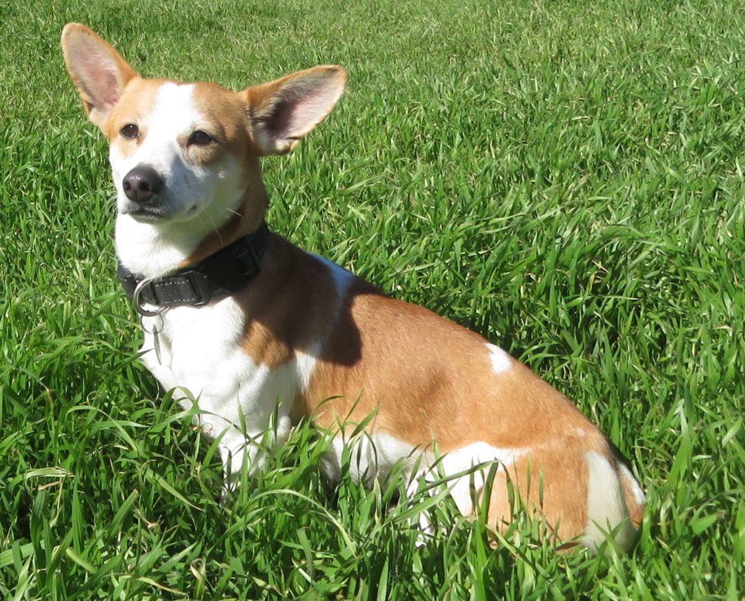 Simon, a Adopted mixed breed in Kyle, TX image 5/6