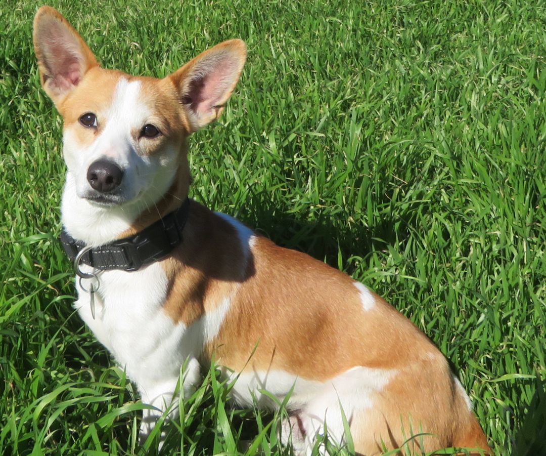 Simon, a Adopted mixed breed in Kyle, TX image 6/6