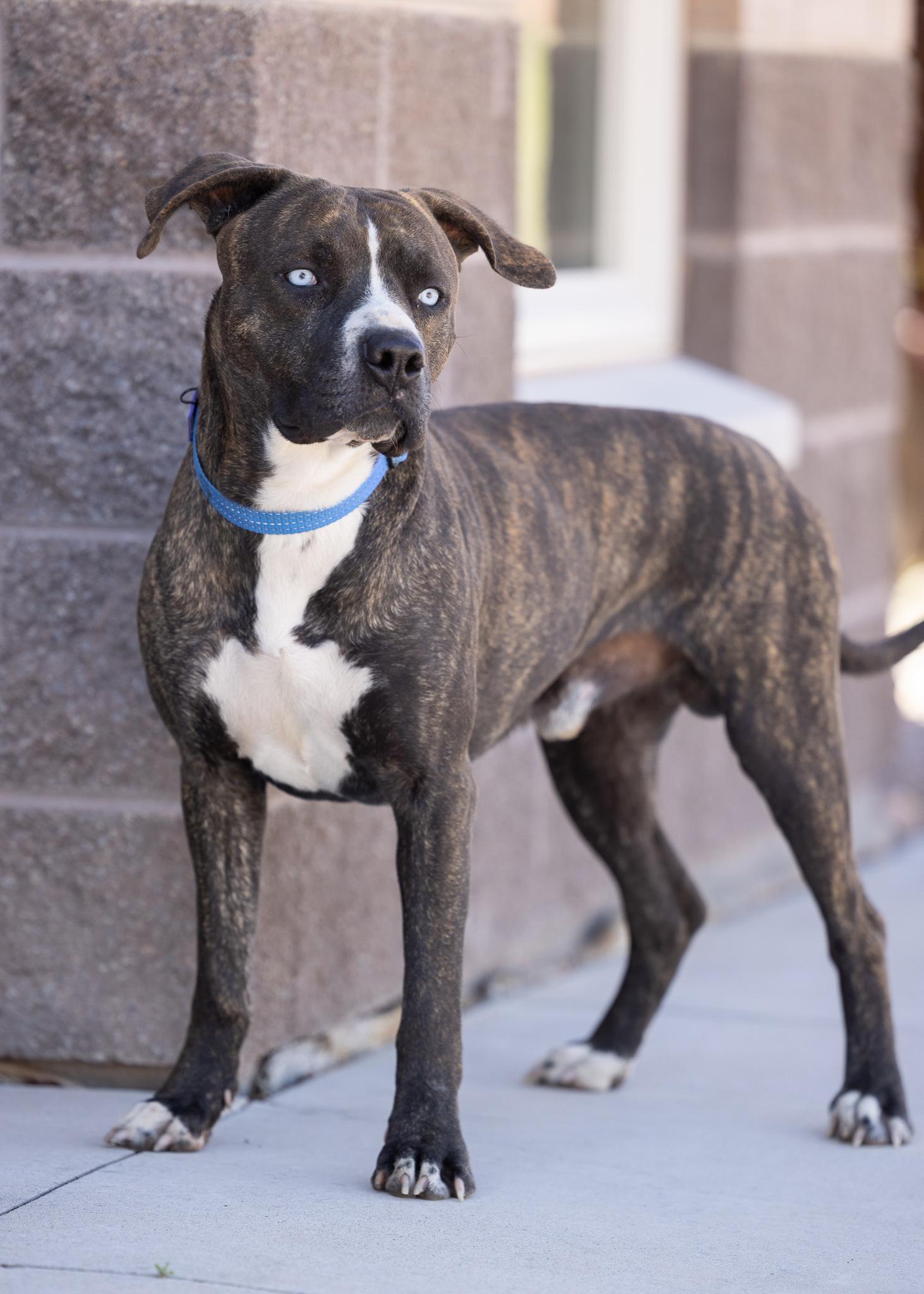 BLUE, ADOPTABLE, Young Male American Staffordshire Terrier.