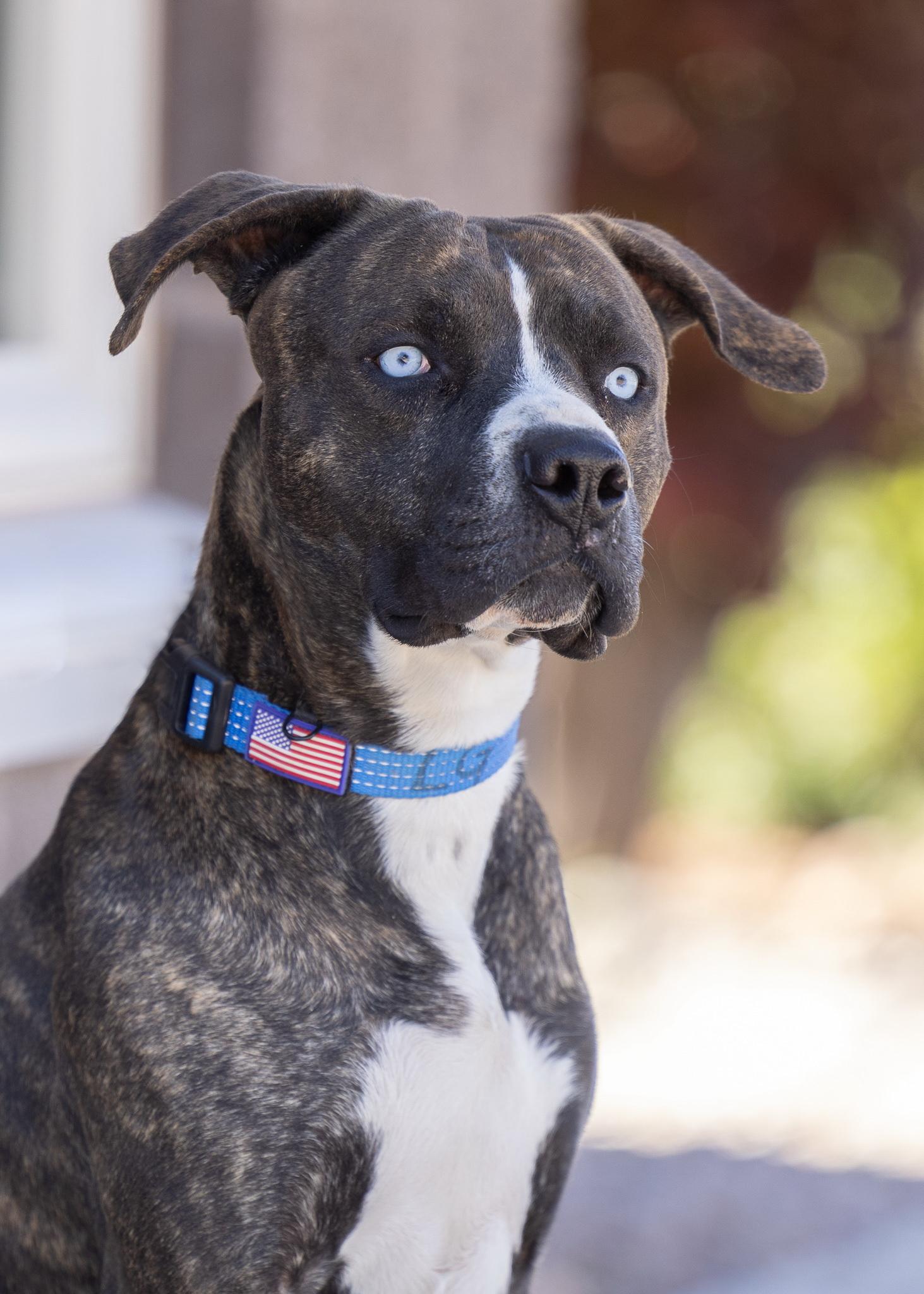 BLUE, a ADOPTABLE American Staffordshire Terrier in Moab, UT image 2/2