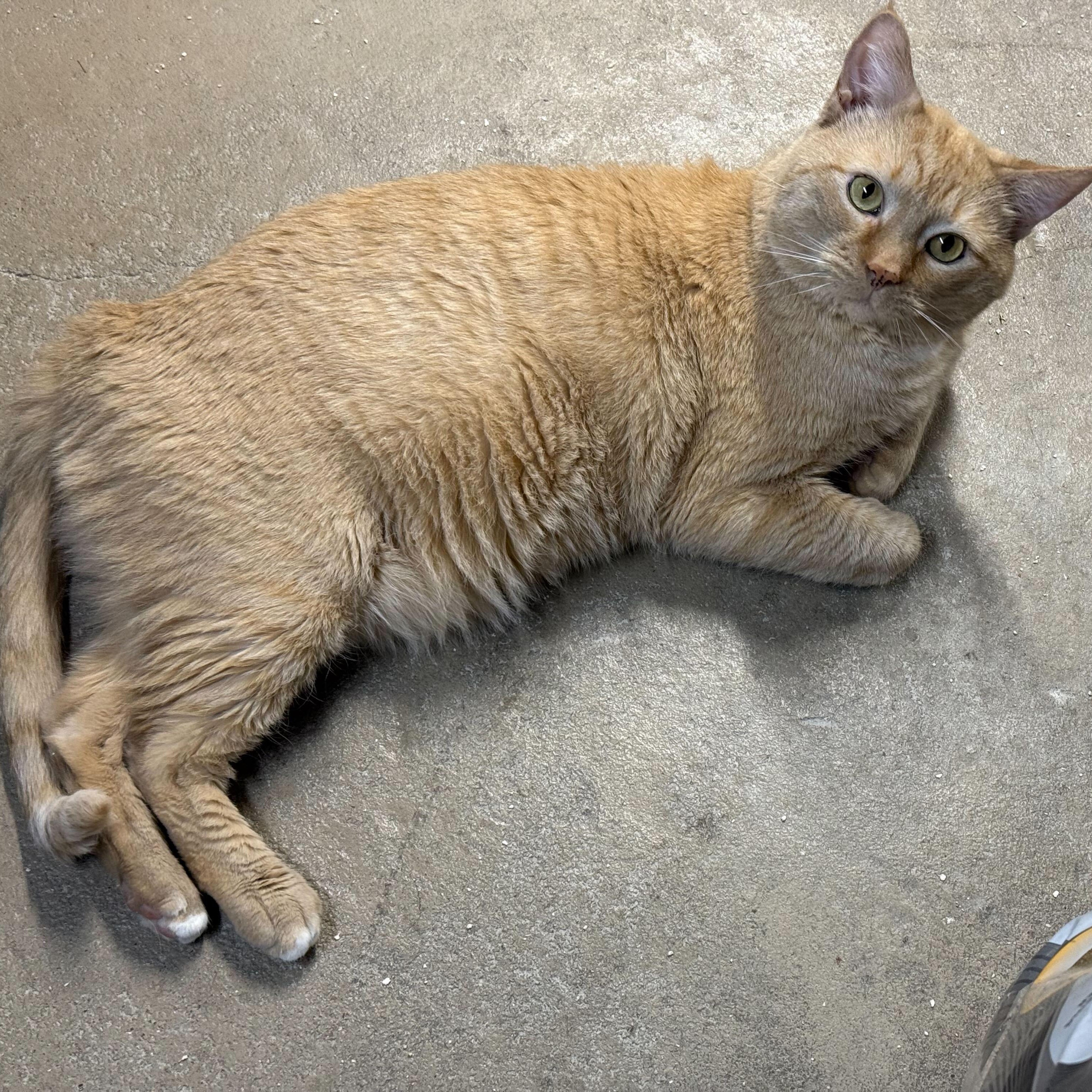 Enlarge Simba, an adopted mixed breed in New Bedford, MA image 1/3