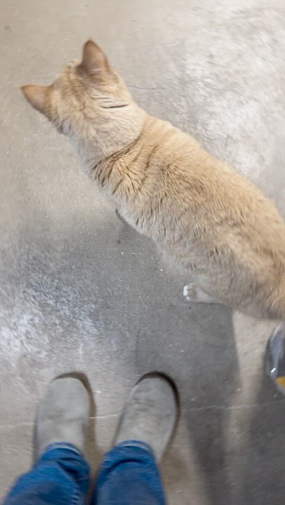 Enlarge Simba, an adopted mixed breed in New Bedford, MA video 2/3