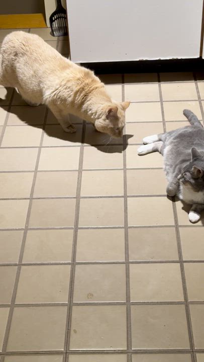 Enlarge Simba, an adopted mixed breed in New Bedford, MA video 3/3