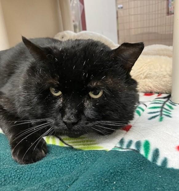 RALPH, Adoptable, Young Male Domestic Short Hair.