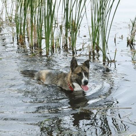 Enlarge Ivy, a Adoptable Australian Cattle Dog / Blue Heeler in Lake Odessa, MI image 3/6