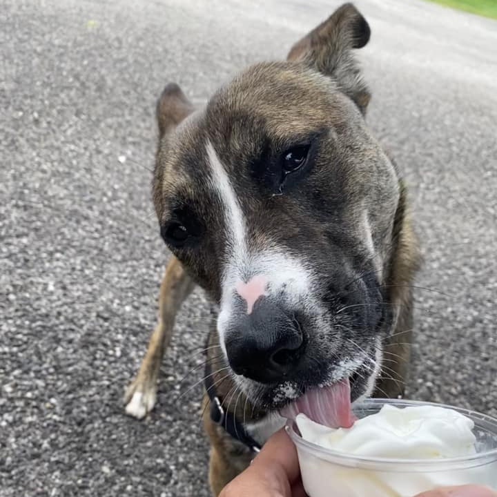 Enlarge Ivy, a Adoptable Australian Cattle Dog / Blue Heeler in Lake Odessa, MI image 5/6