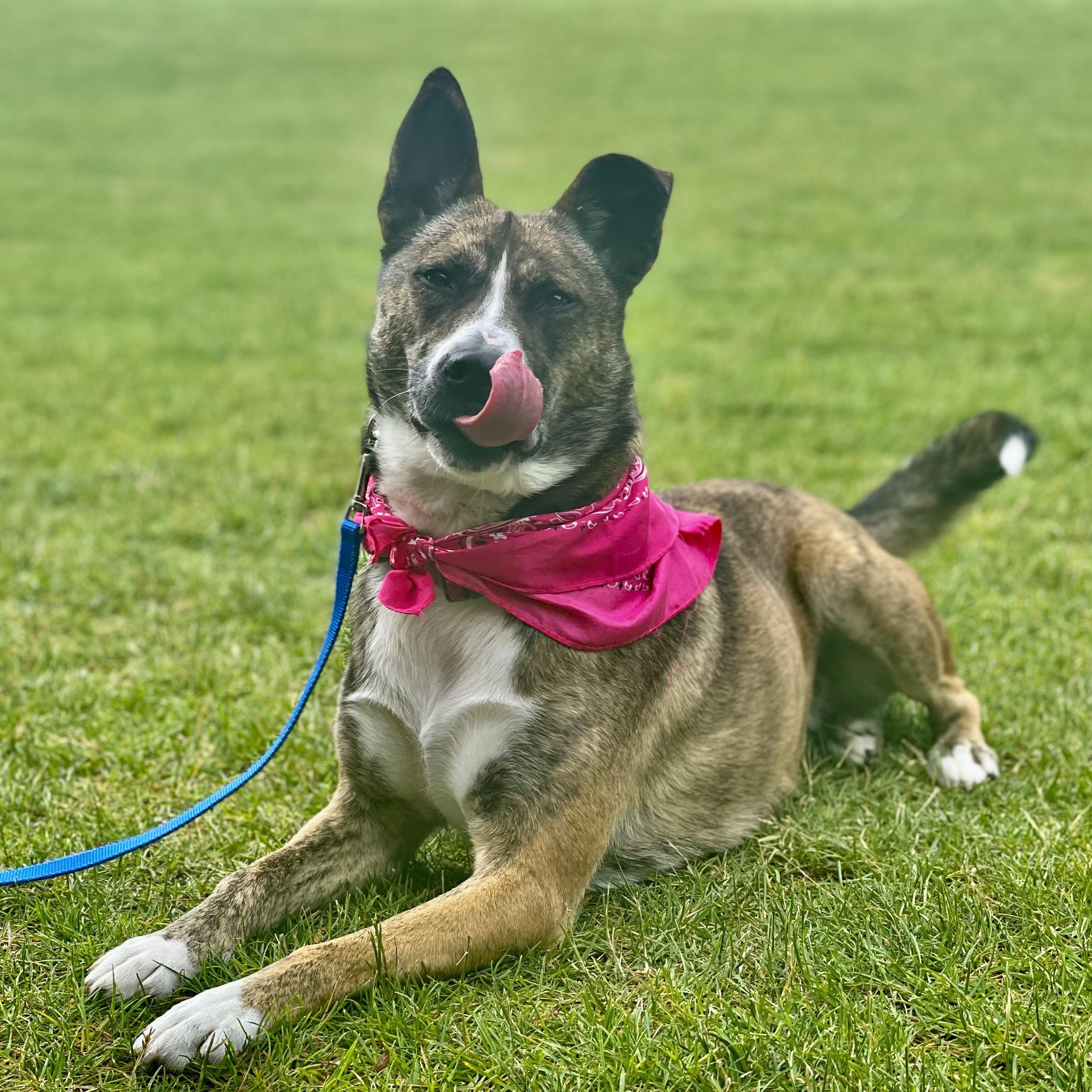 Enlarge Ivy, a Adoptable Australian Cattle Dog / Blue Heeler in Lake Odessa, MI image 1/6