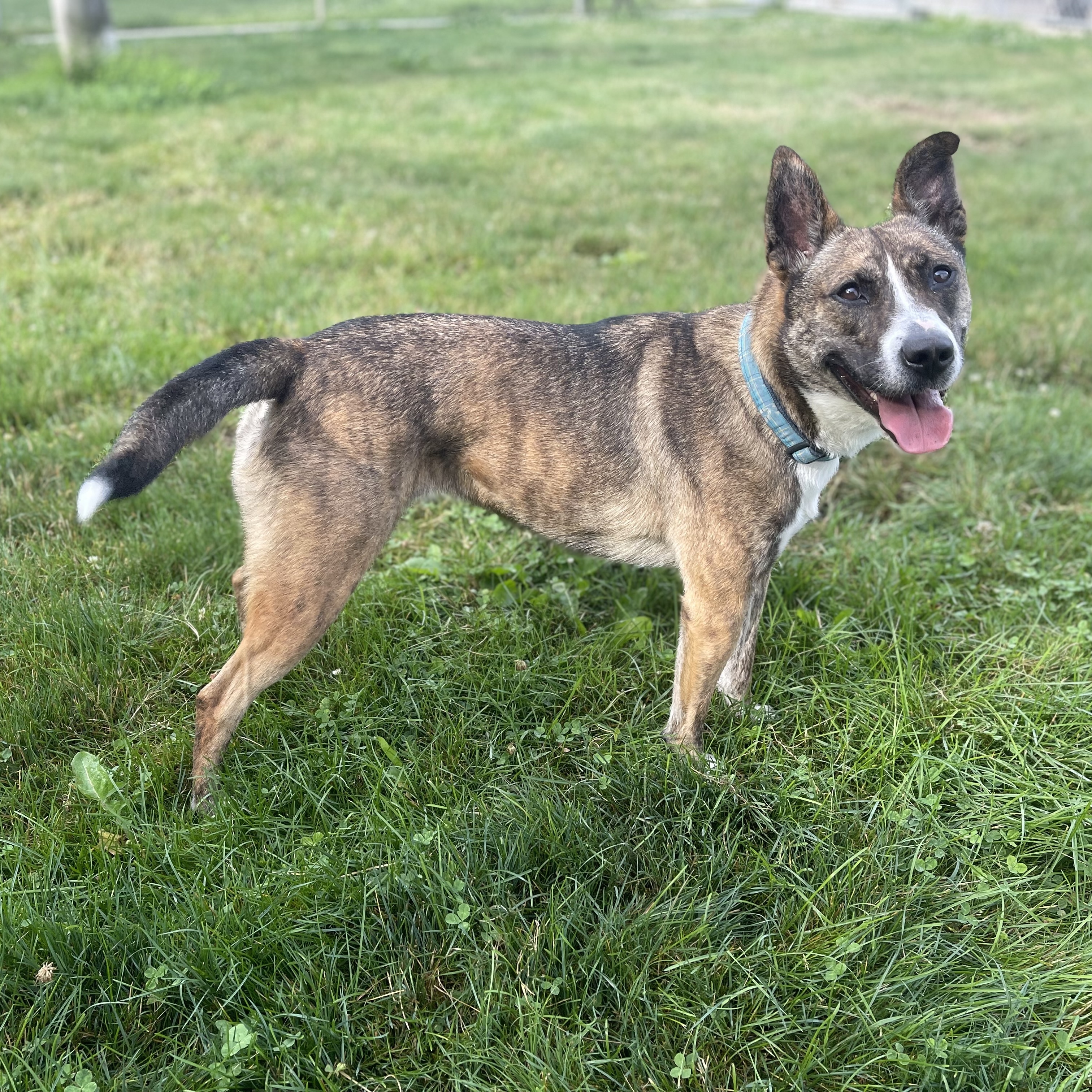 Enlarge Ivy, a Adoptable Australian Cattle Dog / Blue Heeler in Lake Odessa, MI image 6/6