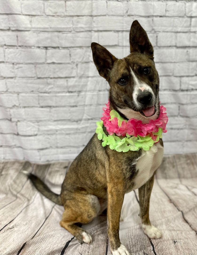 Enlarge Ivy, a Adoptable Australian Cattle Dog / Blue Heeler in Lake Odessa, MI image 4/6