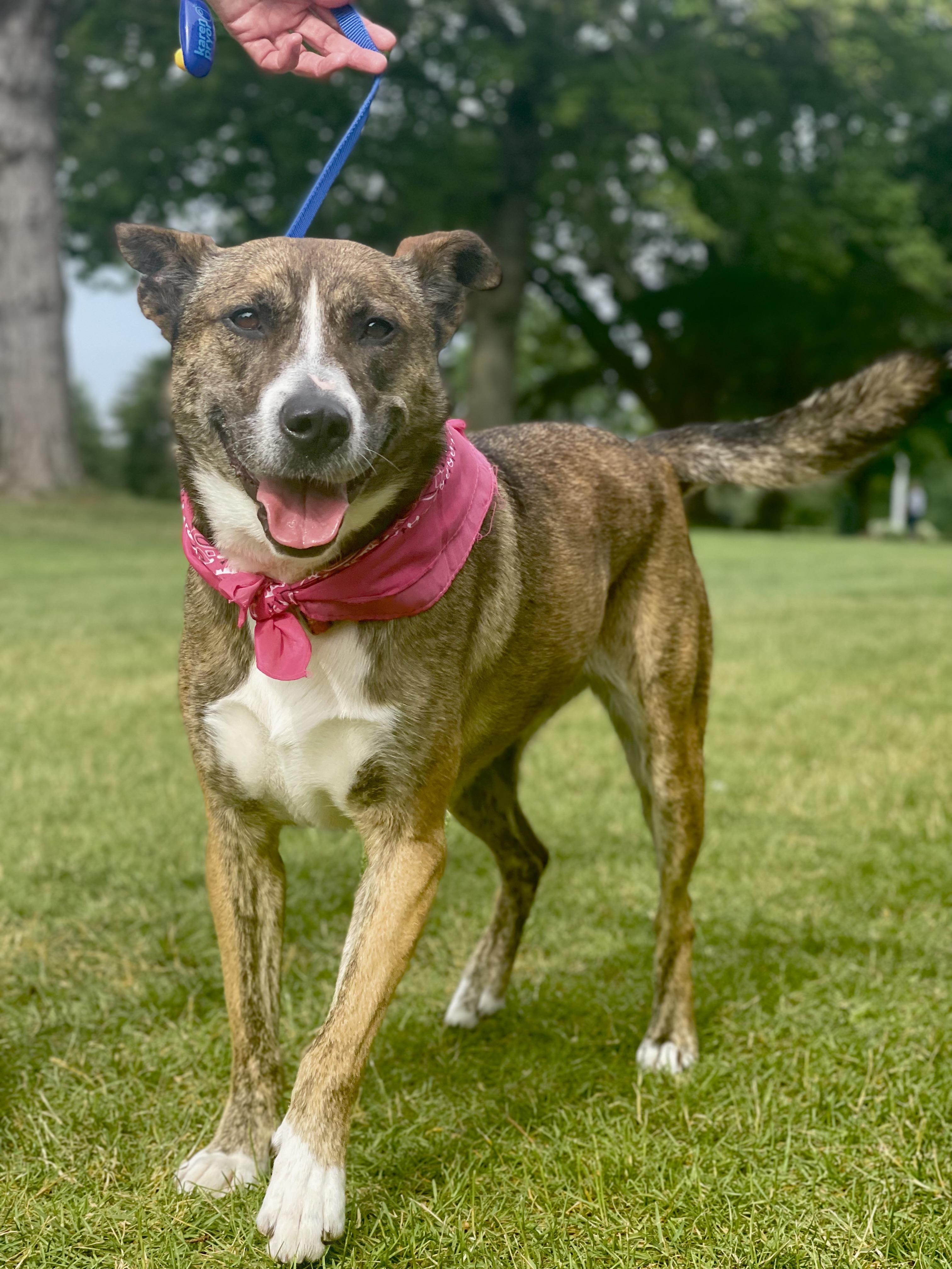 Enlarge Ivy, a Adoptable Australian Cattle Dog / Blue Heeler in Lake Odessa, MI image 2/6