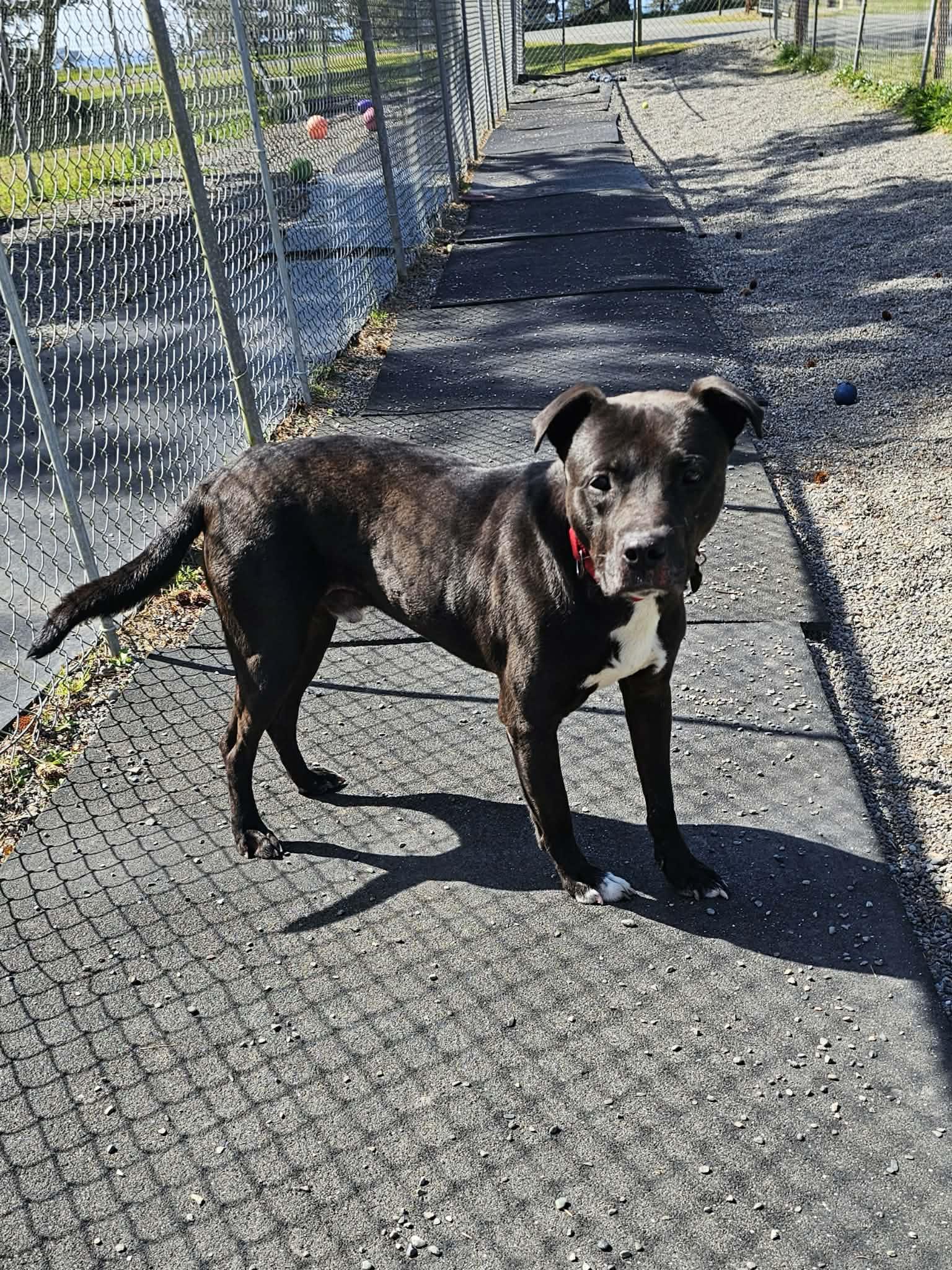 Kai, a ADOPTABLE mixed breed in Crescent city, CA image 2/5