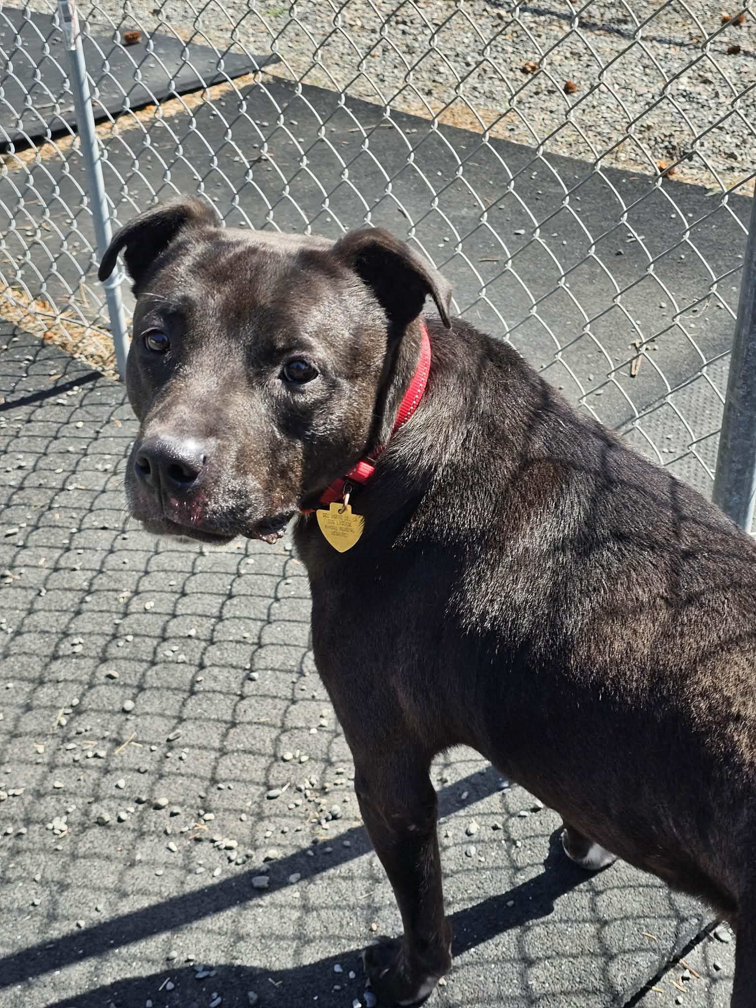 Kai, a ADOPTABLE mixed breed in Crescent city, CA image 5/5
