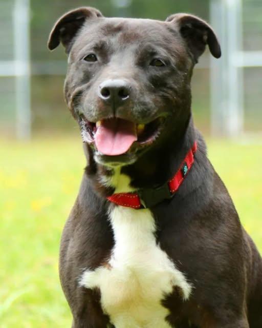 Kai, a ADOPTABLE mixed breed in Crescent city, CA image 3/5