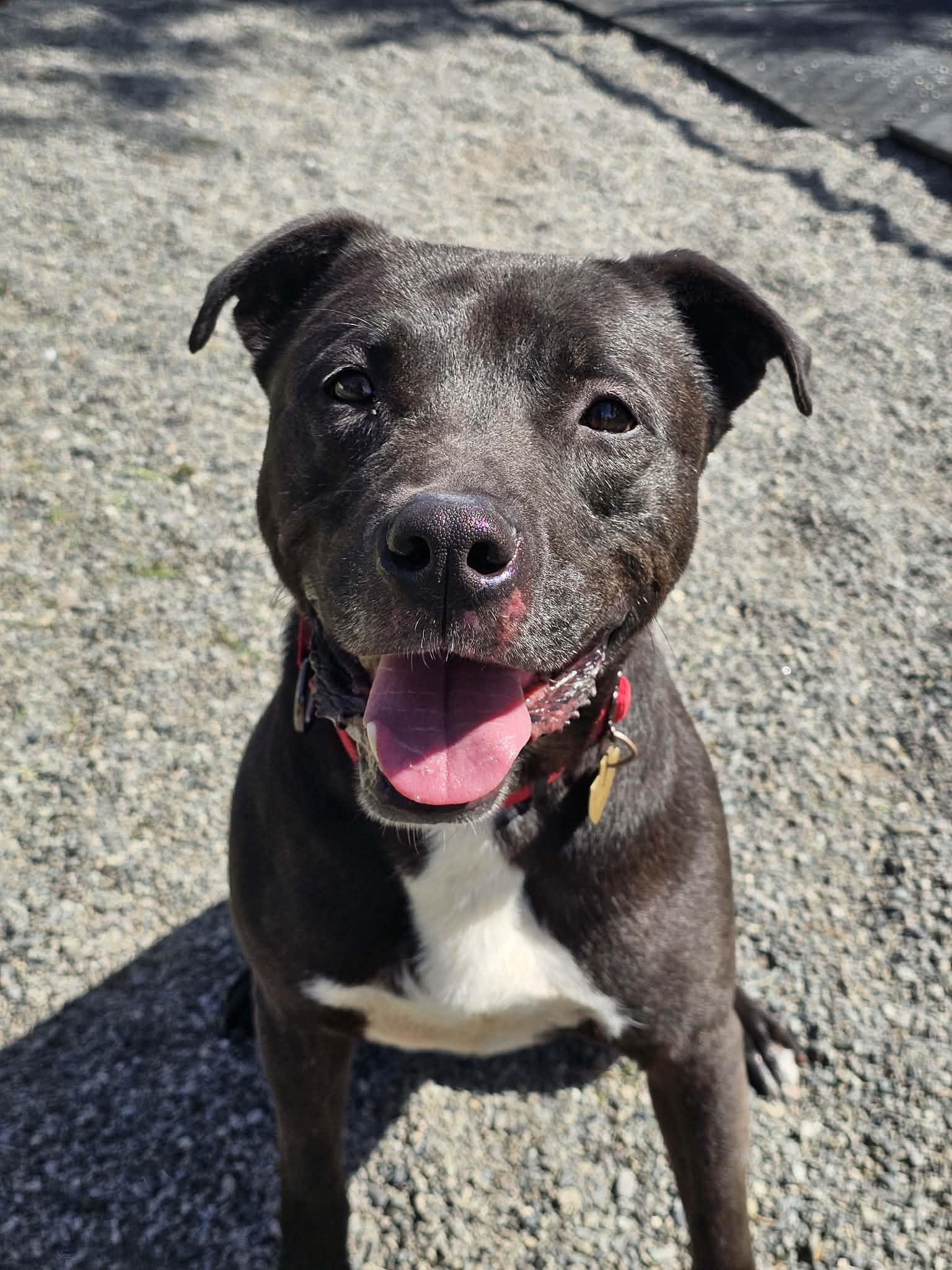 Kai, ADOPTABLE, Adult Male Pit Bull Terrier & Black Labrador Retriever.