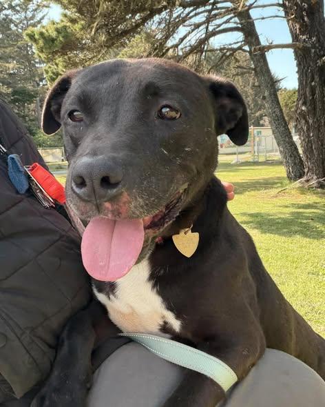 Kai, a ADOPTABLE mixed breed in Crescent city, CA image 4/5