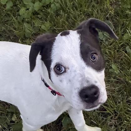 Vespucci, Adoptable, Puppy Female Mixed Breed & Mixed Breed.