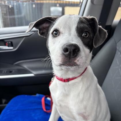Enlarge Vespucci, a Adoptable mixed breed in Merriam, KS image 2/3