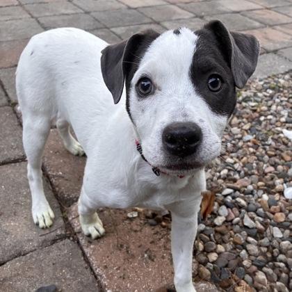 Enlarge Vespucci, a Adoptable mixed breed in Merriam, KS image 3/3