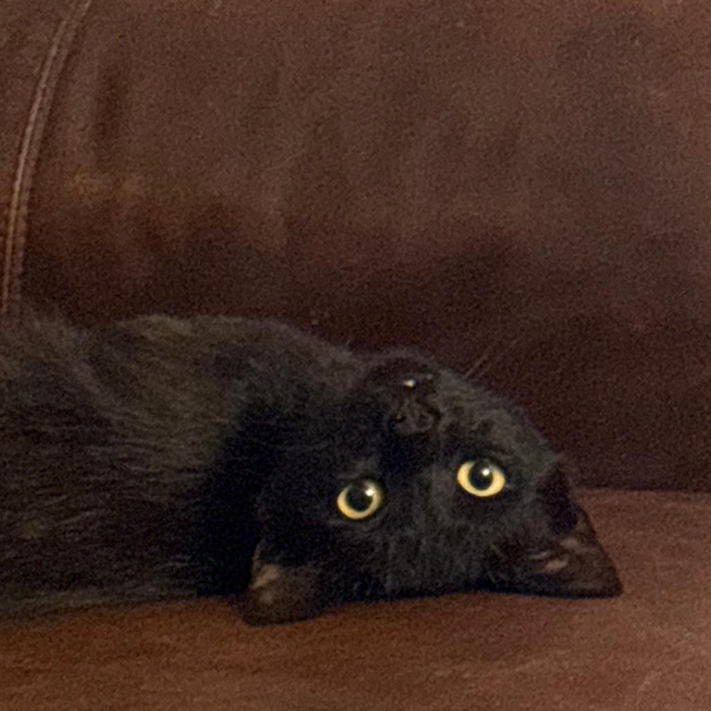 Odie, Adoptable, Young Male Domestic Short Hair.