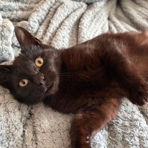 Odie, Adoptable, Young Male Domestic Short Hair.