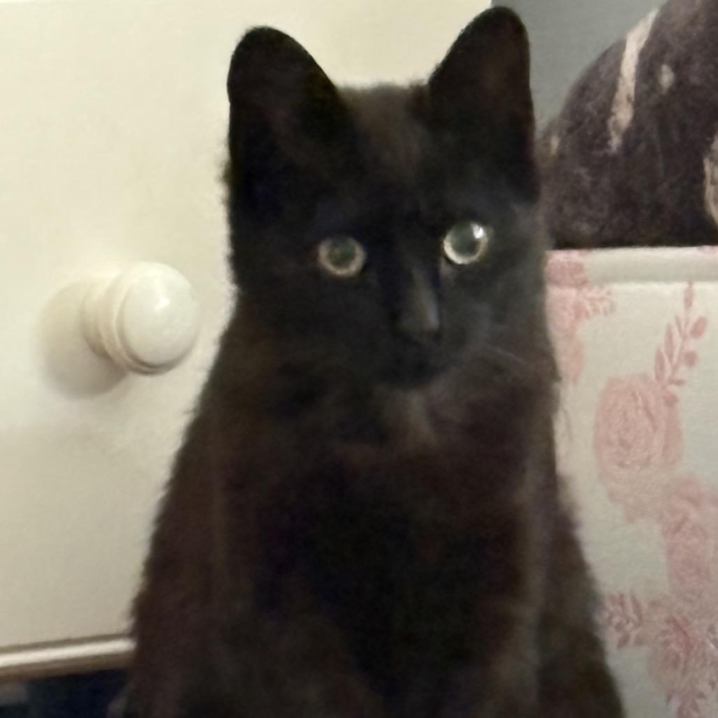 Odie, a Adoptable Domestic Short Hair in Westport, CT image 2/4