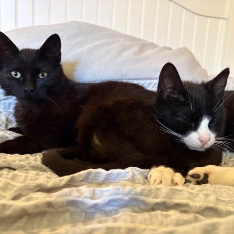 Odie, a Adoptable Domestic Short Hair in Westport, CT image 3/4