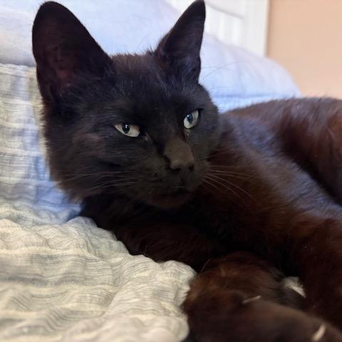 Odie, a Adoptable Domestic Short Hair in Westport, CT image 4/4