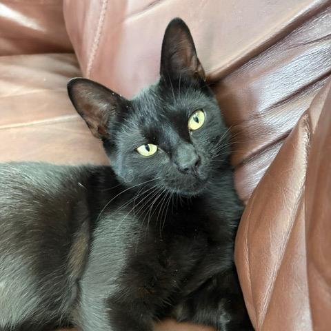 Odie, a Adoptable Domestic Short Hair in Westport, CT image 5/5