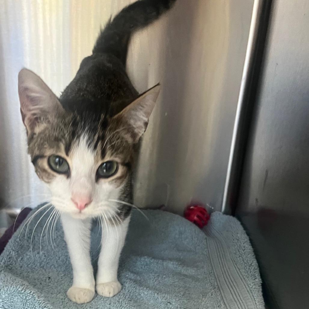 Tom Tom 2, Adoptable, Kitten Male Domestic Short Hair & Domestic Short Hair.