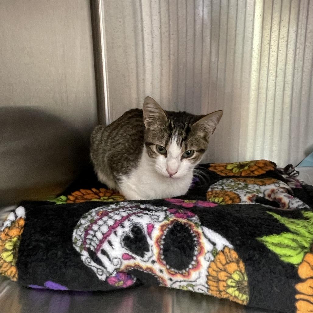 Tom Tom 2, a Adoptable mixed breed in La Grange, KY image 2/2