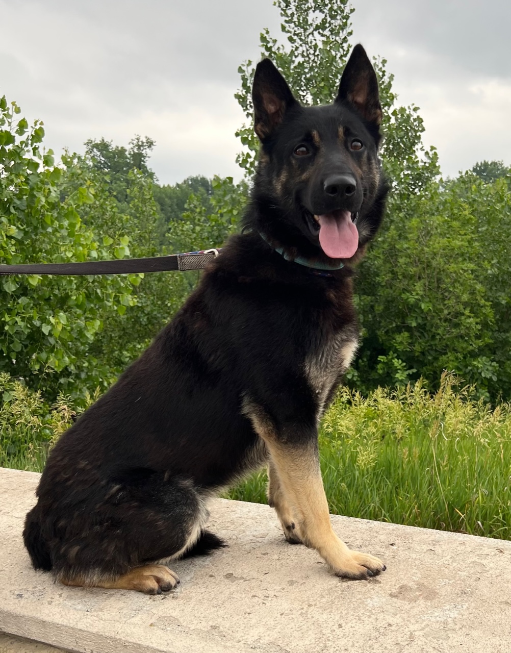 Enlarge Elroy, a Adoptable German Shepherd Dog in Grand Forks, ND image 7/10